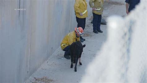 Calf stuck in Orange County drain canal rescued